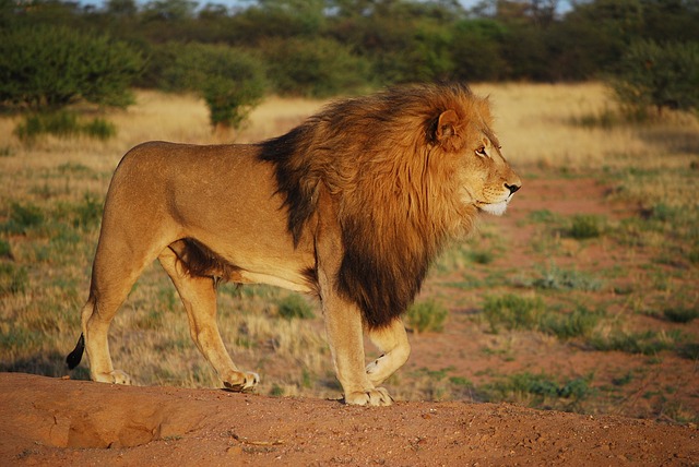 A lion walking